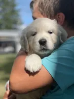 Lainey, a female English Cream Golden Retriever for sale in Butler, IN – 1 of 5