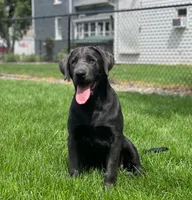 Arie, a female Labrador Retriever for sale in Butler, IN – 3 of 6