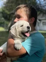 Lainey, a female English Cream Golden Retriever for sale in Butler, IN – 4 of 5