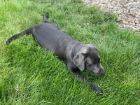 Arie, a female Labrador Retriever for sale in Butler, IN – 6 of 6
