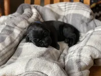 Mimi, a female Labrador Retriever for sale in Butler, IN – Photo 2 of 4