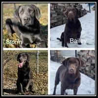 Penny, a female Labrador Retriever for sale in Butler, IN – Photo 5 of 5