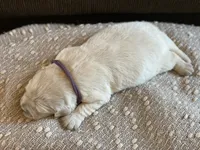 Lainey , a female English Cream Golden Retriever for sale in Butler, IN – 6 of 7