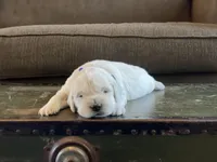 Reagan, a male English Cream Golden Retriever for sale in Butler, IN – 6 of 7