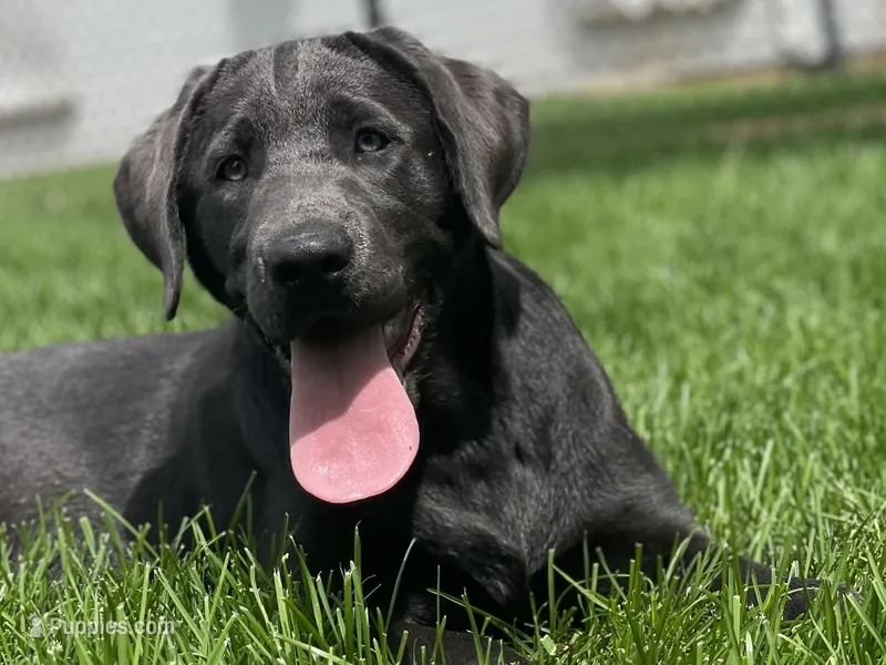 Arie – Labrador Retriever puppy for sale in Butler, IN