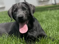 Arie, a female Labrador Retriever for sale in Butler, IN – 1 of 6