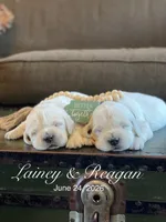 Reagan, a male English Cream Golden Retriever for sale in Butler, IN – 4 of 7