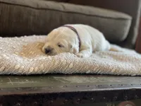 Lainey , a female English Cream Golden Retriever for sale in Butler, IN – 3 of 7