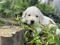 Reagan, a male English Cream Golden Retriever for sale in Butler, IN – 6 of 7