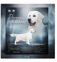 Lainey , a female English Cream Golden Retriever for sale in Butler, IN – 7 of 7