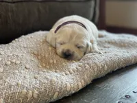 Lainey , a female English Cream Golden Retriever for sale in Butler, IN – 5 of 7