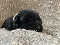 Maizy, a female Labrador Retriever for sale in Butler, IN – Photo 1 of 4