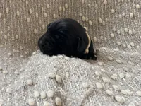 Maizy, a female Labrador Retriever for sale in Butler, IN – Photo 3 of 4