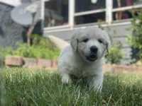 Lainey, a female English Cream Golden Retriever for sale in Butler, IN – 2 of 5