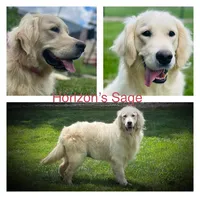 Lainey , a female English Cream Golden Retriever for sale in Butler, IN – 2 of 7