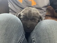 Gunner, a male Labrador Retriever for sale in Butler, IN – Photo 1 of 4