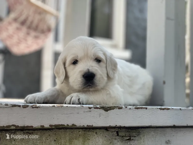 Reagan – English Cream Golden Retriever puppy for sale in Butler, IN