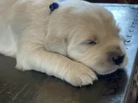 Reagan, a male English Cream Golden Retriever for sale in Butler, IN – 1 of 7