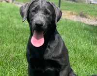 Arie, a female Labrador Retriever for sale in Butler, IN – 2 of 6