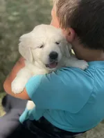 Lainey, a female English Cream Golden Retriever for sale in Butler, IN – 3 of 5