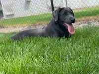 Arie, a female Labrador Retriever for sale in Butler, IN – 5 of 6