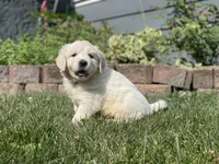 Lainey, a female English Cream Golden Retriever for sale in Butler, IN – 5 of 5