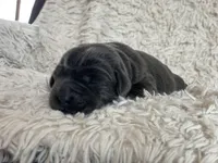 Penny, a female Labrador Retriever for sale in Butler, IN – Photo 4 of 5