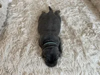 Penny, a female Labrador Retriever for sale in Butler, IN – Photo 2 of 5