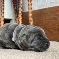 Cheyenne, a female Labrador Retriever for sale in Butler, IN – Photo 1 of 5