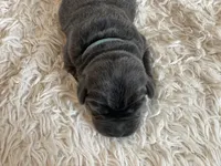 Penny, a female Labrador Retriever for sale in Butler, IN – Photo 3 of 5