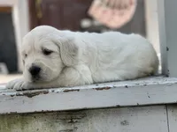 Reagan, a male English Cream Golden Retriever for sale in Butler, IN – 5 of 7