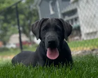 Arie, a female Labrador Retriever for sale in Butler, IN – 4 of 6