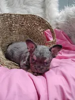 Emma (Fluffy), a female French Bulldog for sale in Sugarcreek, OH – Photo 2 of 4