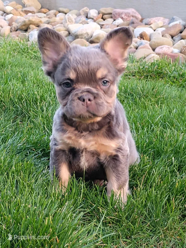 Emma (Fluffy) – French Bulldog puppy for sale in Sugarcreek, OH