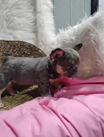 Emma (Fluffy), a female French Bulldog for sale in Sugarcreek, OH – Photo 3 of 4