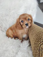 Duke , a male Cavalier King Charles Spaniel for sale in Sugarcreek, OH – Photo 3 of 7
