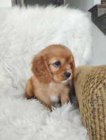 Duke , a male Cavalier King Charles Spaniel for sale in Sugarcreek, OH – Photo 2 of 7
