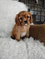 Duke , a male Cavalier King Charles Spaniel for sale in Sugarcreek, OH – Photo 6 of 7