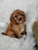 Duke , a male Cavalier King Charles Spaniel for sale in Sugarcreek, OH – Photo 7 of 7