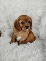 Duke , a male Cavalier King Charles Spaniel for sale in Sugarcreek, OH – Photo 4 of 7