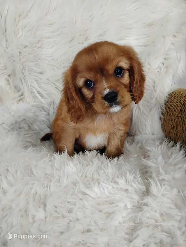 Duke  – Cavalier King Charles Spaniel puppy for sale in Sugarcreek, OH