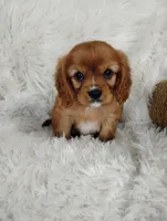 Duke , a male Cavalier King Charles Spaniel for sale in Sugarcreek, OH – Photo 5 of 7
