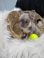 Esme (Fluffy), a female French Bulldog for sale in Sugarcreek, OH – Photo 2 of 8