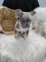 Esme (Fluffy), a female French Bulldog for sale in Sugarcreek, OH – Photo 5 of 8