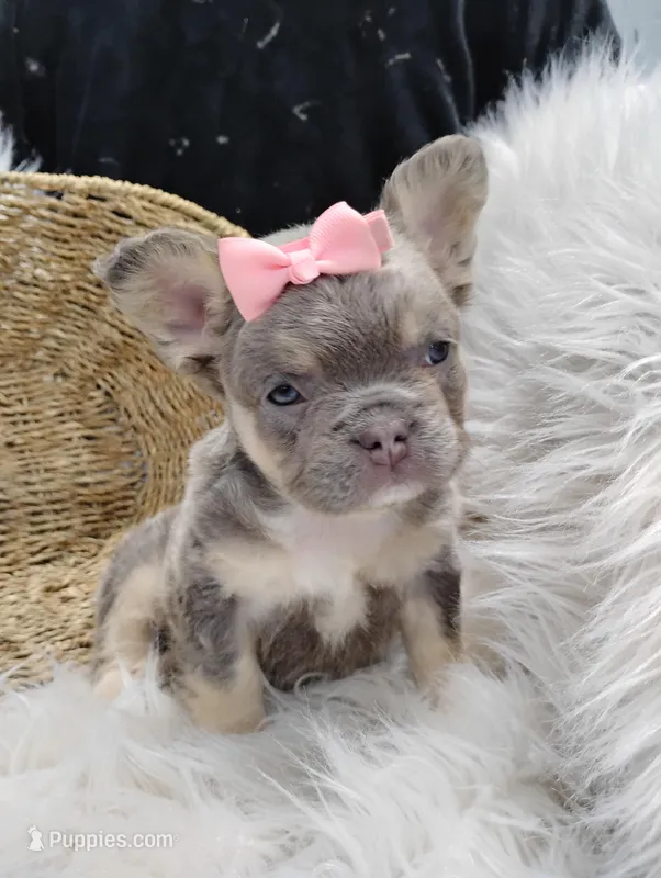 Esme (Fluffy) – French Bulldog puppy for sale in Sugarcreek, OH