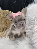 Esme (Fluffy), a female French Bulldog for sale in Sugarcreek, OH – Photo 3 of 8