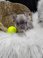 Esme (Fluffy), a female French Bulldog for sale in Sugarcreek, OH – Photo 4 of 8