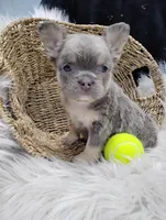 Esme (Fluffy), a female French Bulldog for sale in Sugarcreek, OH – Photo 8 of 8