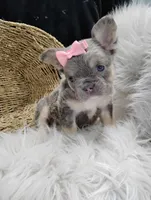 Esme (Fluffy), a female French Bulldog for sale in Sugarcreek, OH – Photo 1 of 8