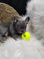 Felix, a male French Bulldog for sale in Sugarcreek, OH – Photo 4 of 8